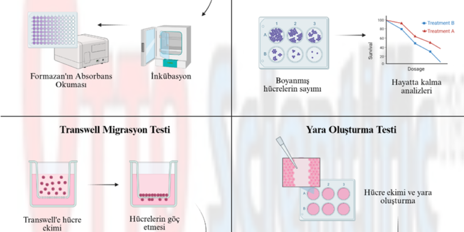 Hücre Kültürü Analizlerimiz - Otto Bilimsel
