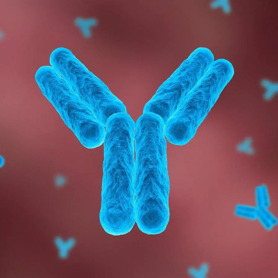 Caspase 3 Polyclonal antibody - Otto Bilimsel